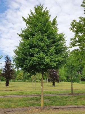 Afbeelding Feldahorn, Maßholder - Acer campestre