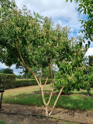 Afbeelding Zevenzonenboom - Heptacodium miconioides