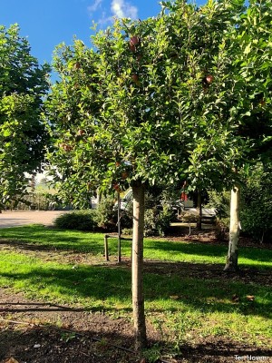 Afbeelding roodpaarse handappel in leivorm - Malus domestica 'Gloster'