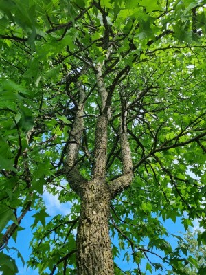 Afbeelding Amberbaum - Liquidambar styraciflua