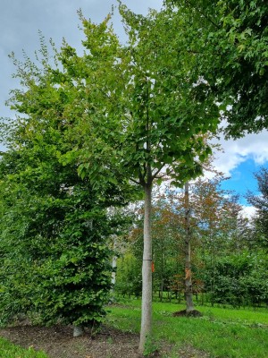 Afbeelding Rotnerviger Schlangenhaut-Ahorn - Acer Rufinerve