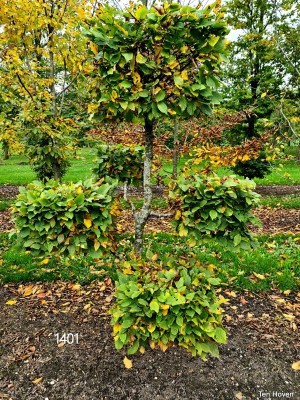 Afbeelding Haagbeuk vormsnoei met vierkanten - Carpinus betulus