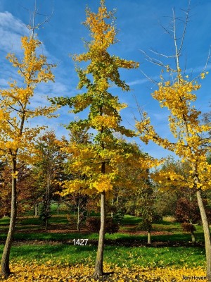 Afbeelding Japanse notenboom - Ginkgo biloba