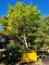 Afbeelding Plataan - Platanus hispanica