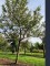 Afbeelding Appel 'Princess Noble' - Malus d. 'Princess Noble'