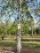Afbeelding Ruwe Berk - Betula pendula