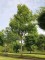 Afbeelding Vleugelnoot - Pterocarya fraxinifolia