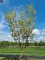 Afbeelding Japanse grootbloemige kornoelje 'Milky Way' - Cornus kousa 'Milky Way'