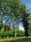 Afbeelding Witte berk (Doorenbos) - Betulus utilis Doorenbos (Jacquemontii)