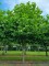 Afbeelding Plataan - Platanus hispanica