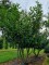 Afbeelding Laurierkers - Prunus laurocerasus 'Novita'