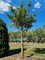 Afbeelding Treurtaxus - Taxus baccata dovastoniana 'Aurea Pendula'
