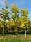 Afbeelding Japanse notenboom  Tempelboom - Ginkgo biloba