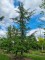 Afbeelding Libanonceder - Cedrus libani