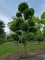 Afbeelding Vormboom Haagbeuk als meerstammige klimboom - Carpinus betulus