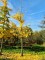 Afbeelding Japanse Notenboom - Ginkgo Biloba