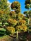 Afbeelding Groene beuk - Fagus sylvatica